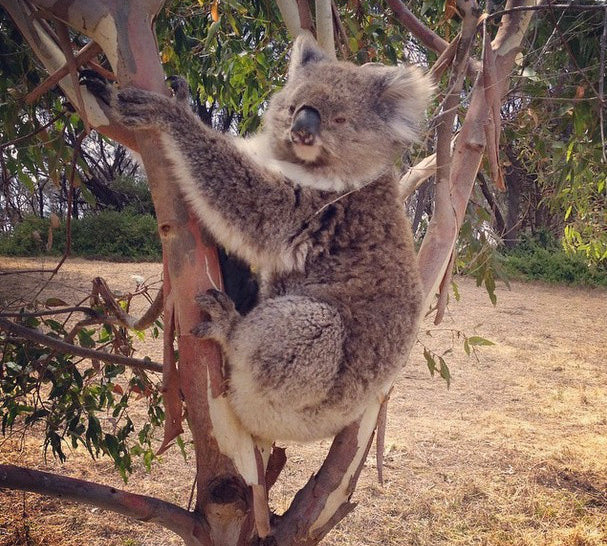 Koala perfume… yay or nay?
