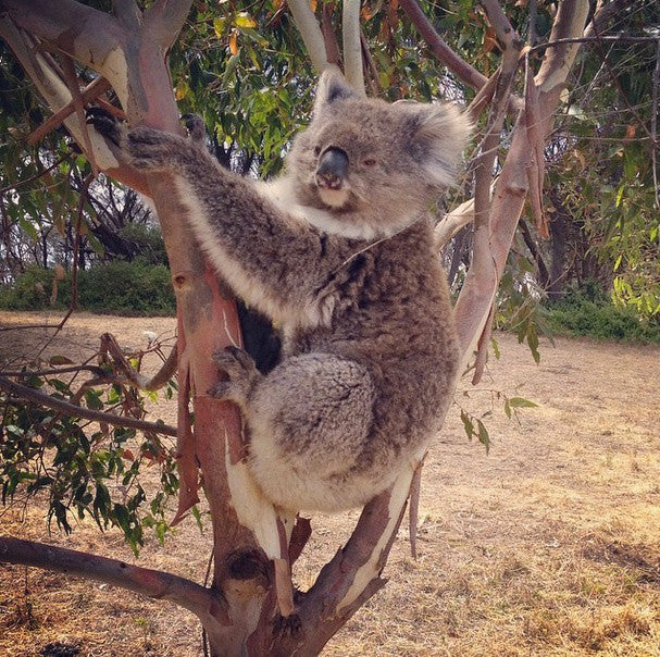 Koala perfume… yay or nay?